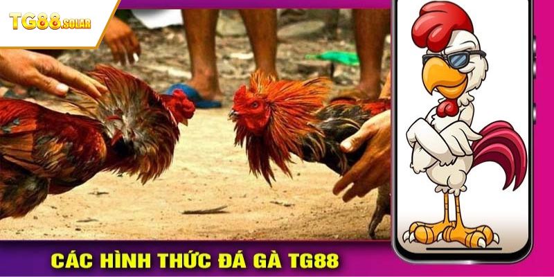 Các loại hình đá gà TG88 được nhiều người thích