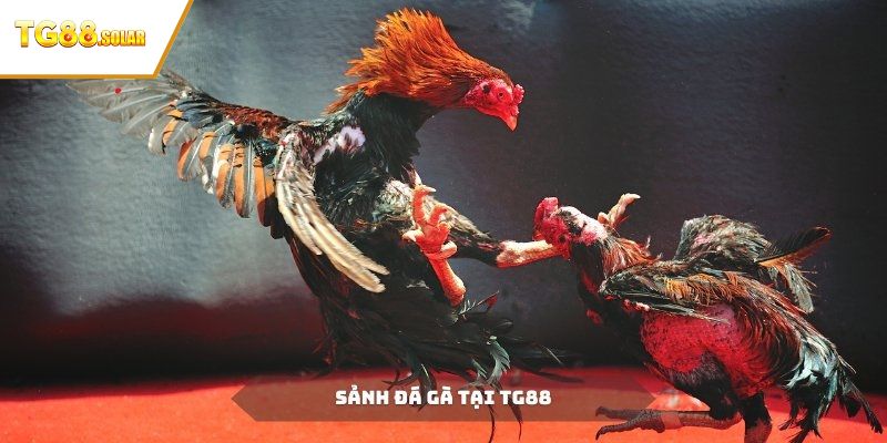 Lý do đá gà TG88 luôn được nhiều người thích