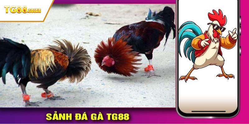 Tổng quan chung về sảnh đá gà TG88